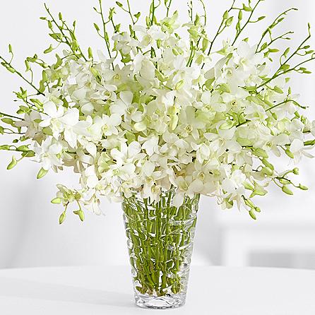 Deluxe White Dendrobium Orchids